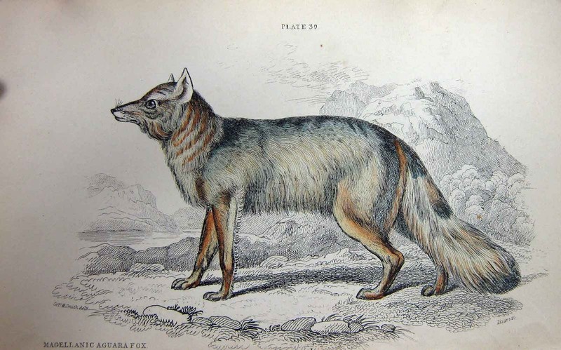 Old Antique Print Jardine C1839 Magellanic Aguara Fox Wild Animal Colour 19th