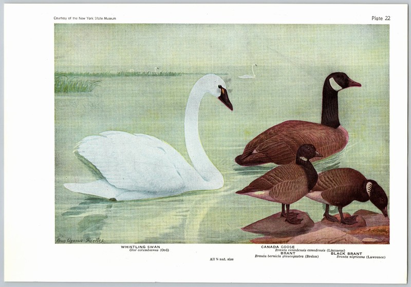 1936 Bird Print, Swan, Canada Goose, Blue Goose, Vintage Bird Print
