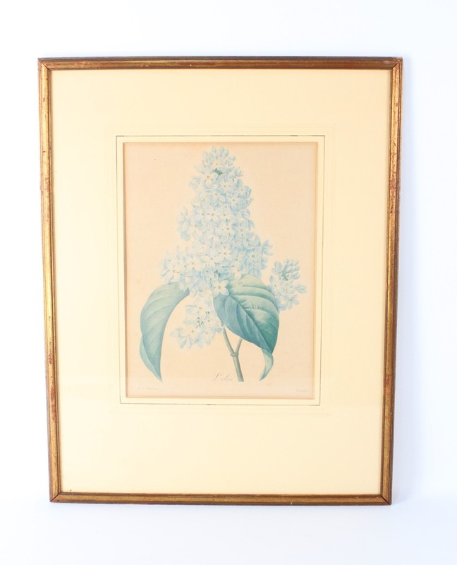 Antique P J Redoute «Lilas» Botanical Original Color Stipple Engraving Langlois
