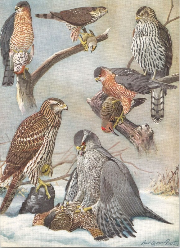 Original 1927 Antique Color Bird Print – Various HAWKS – Louis Agassiz Fuertes 2