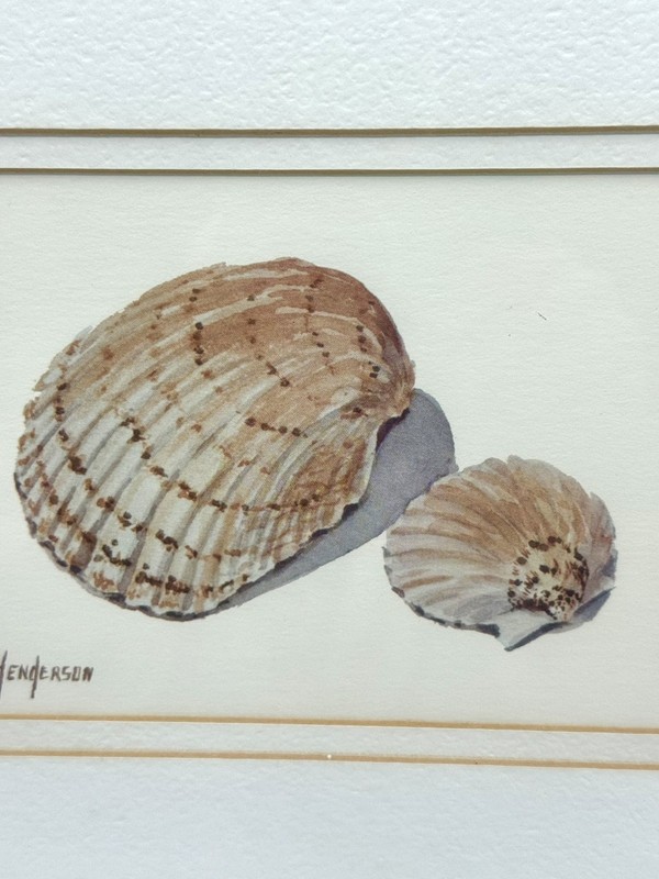 H. Henderson Lithograph Sea Shells Custom Framed 10”x8” Print Nautical Sea #1 gallery
