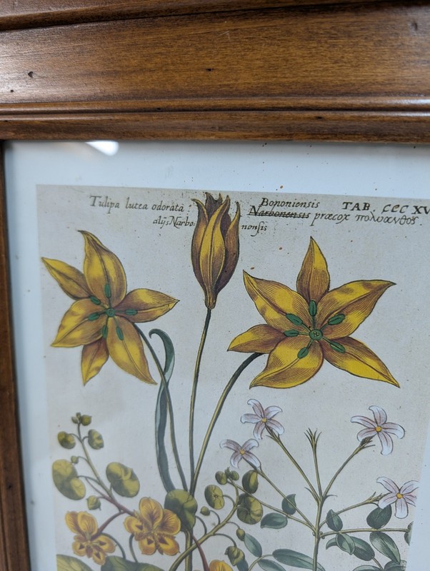 Soicher Marin,Johann Theodor De Bry, Set Of 3 Framed Prints gallery
