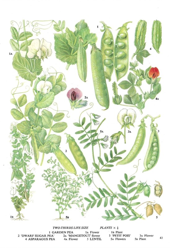 Vintage food plants, book plate, illustration, wall art, kitchen print