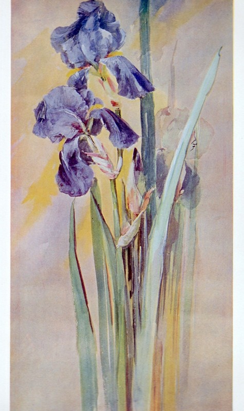 Vintage Floral Print, Iris, Keramic Studio 1906 botanical art 13×10