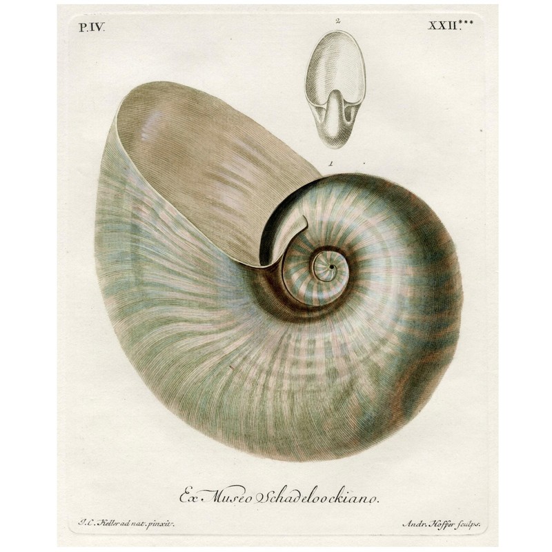 Original 1757-64 KNORR Hand-Colored Chonchology Engraving Pl. XXII NAUTILUS