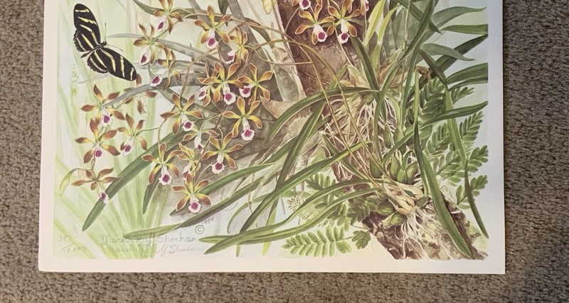Vintage Marion Ruff Sheehan signed 1984 Lithograph 351/1000 orchids/raccoon gallery