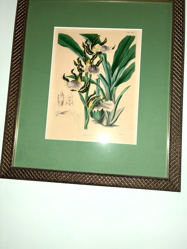 ORIGINAL ANTIQUE Orchid Print Zygopetalon Mackaii 1850 from Kew Gardens London