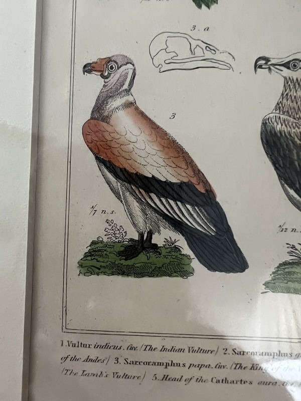 HAND COLORED STEEL ENGRAVING THE ANIMAL KINGDOM BARON CUVIER LONDON ca 1837 gallery