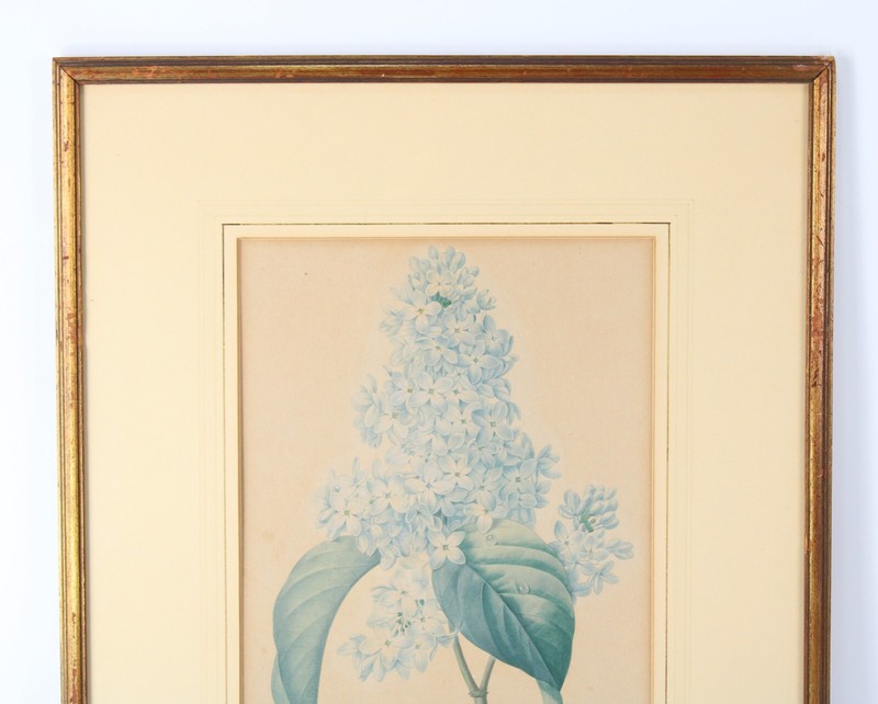 Antique P J Redoute "Lilas" Botanical Original Color Stipple Engraving Bessin gallery