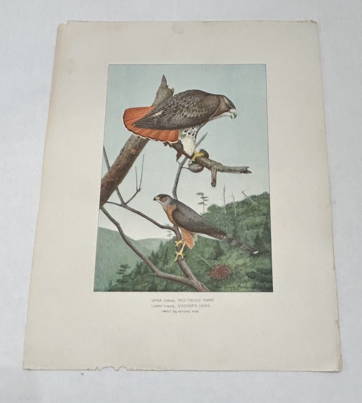 Red Tailed & Cooper’s Hawk by Louis Agassiz Fuertes Original Print Bird Art