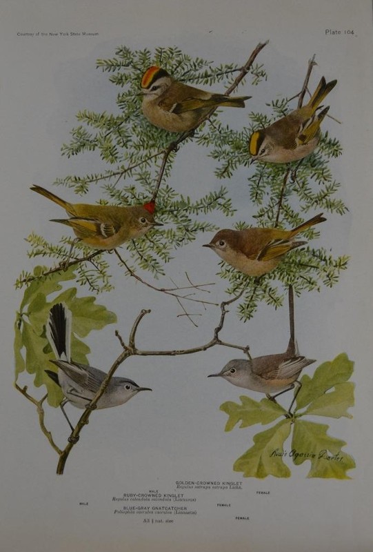 Antique Bird Art Ornithology Birds of New York Ruby Crowned Kinglet 1923 History