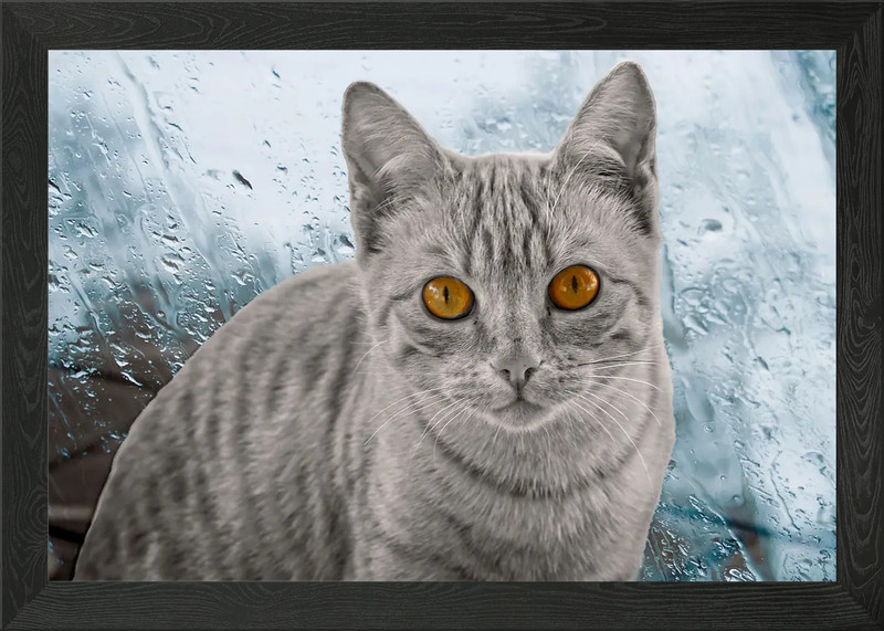 cute cat in the garden Framed Wall Art Poster Canvas Print Picture