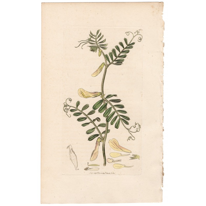 Antique 1798 Sowerby English Botany hand-colored engraving 482 Yellow Vetch