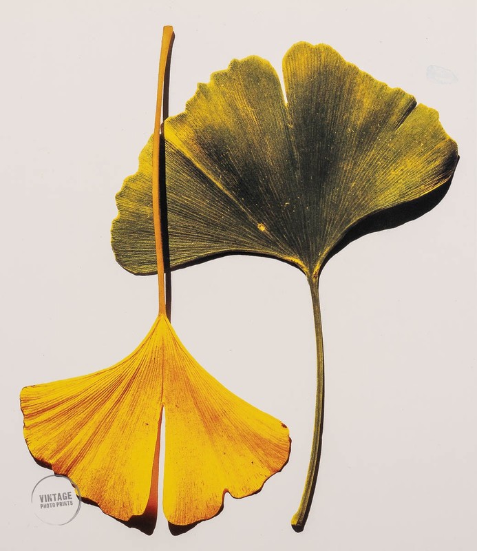 VTG Irving Penn Print Still Life Ginkgo Leaves Ny Engraving Art 1990 Mat 11×13