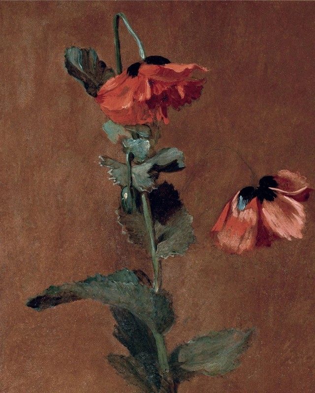 1800s Red Poppy Flower Vintage art print antique painting