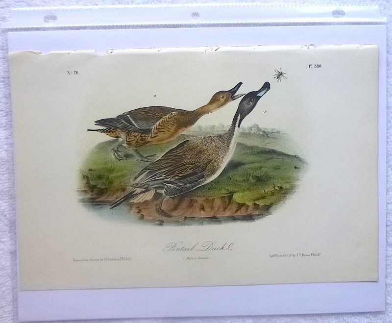 Audubon 3rd ed Octavo PINTAIL DUCK Birds of America 1859 original gallery