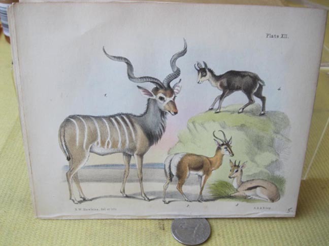 Vintage LITHOGRAPH,B.W.HAWKINS,History of Mammalia,London,1850, p1059