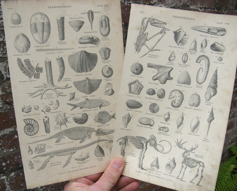 1870 Fossils- Oliver Goldsmith Natural History Engraving Prints