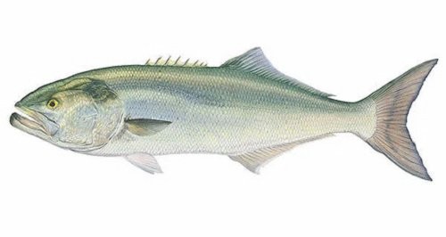 Flick Ford BLUEFISH, Giclee Canvas (8″ x 15″) #74/75