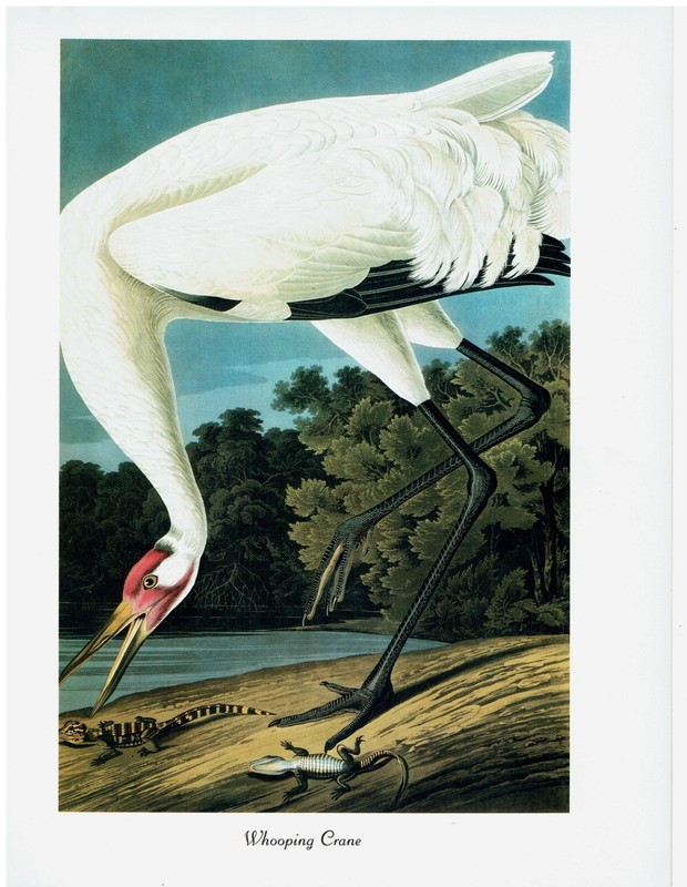 Whooping Crane «102 Favorite Birds of America» Audubon Art Book Print