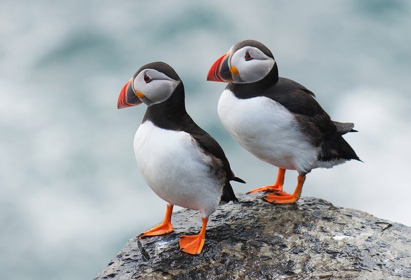 Atlantic puffins pair of exotic bird 3 Piece Panel aluminum metal print. pillows gallery