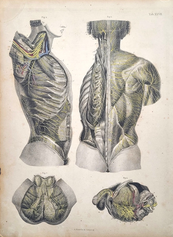 Vtg Russian Anatomical Steel Plate XXVII Engraving Body Nerves Alfred Krausse