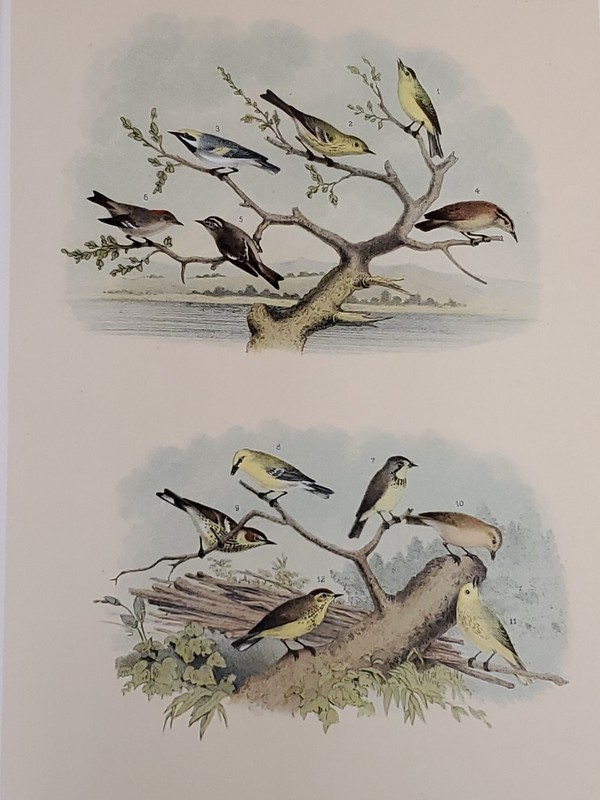 Kinglet/Warbler Lith. by Theodore Jasper (1881) / Studer's - Birds of N. America