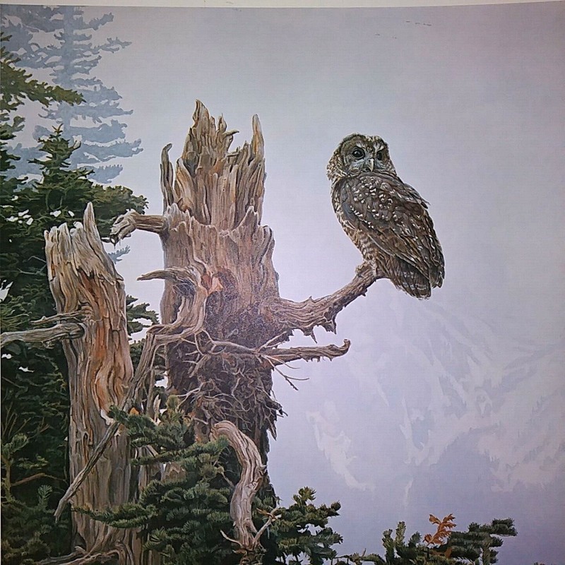 ISAAC "ON THE PRECIPICE" SPOTTED OWL, S/N LTD. ED. #372 19x24" 1988, MINT w/COA gallery