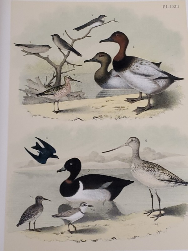 Duck/Swallow Lithograph by Theodore Jasper / 1881, Studer's North American Birds