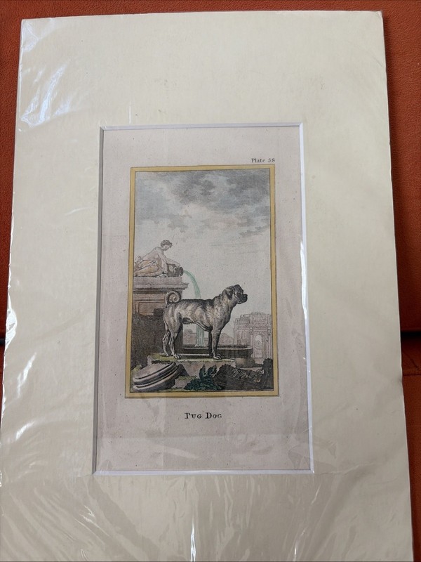 18th Century Hand Colored Copper Engraving . “The Pug” Plate No 38