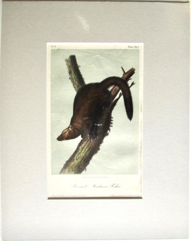 MARTIN OR FISHER AUDUBON 1ST EDITION 1850 HAND COLORED OCTAVO LITHO J.T.BOWEN gallery