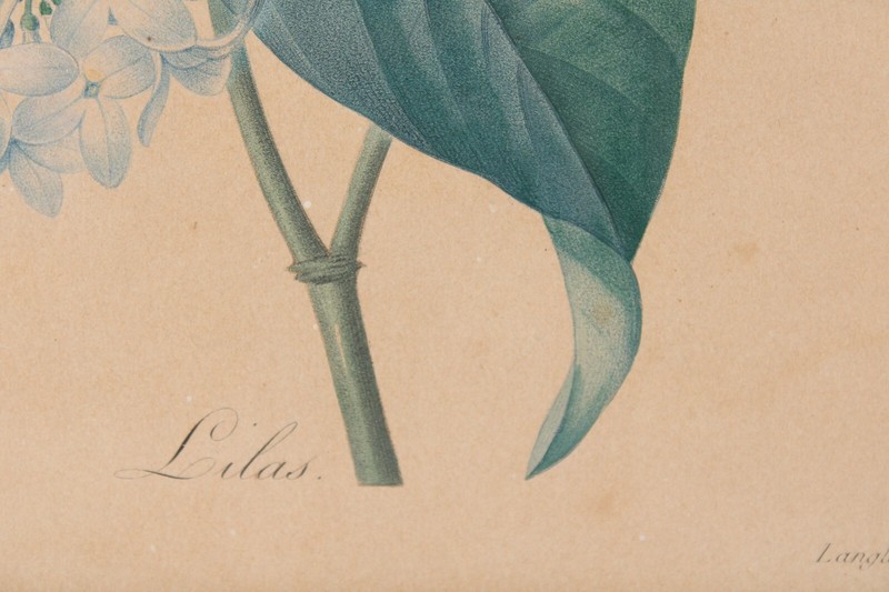 Antique P J Redoute "Lilas" Botanical Original Color Stipple Engraving Bessin gallery