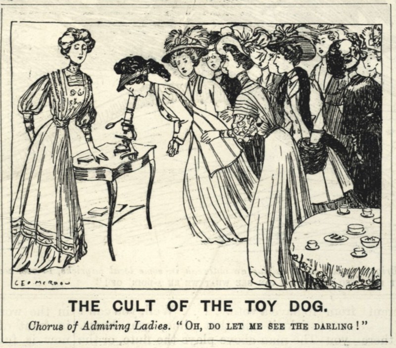 VINTAGE 1908 PUNCH CARTOON – SMALL – TOY DOG MANIA «CULT OF THE TOY DOG» SATIRE