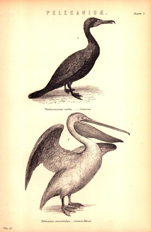 «Pelecanidae Cormorant Common Pelican» Antique original bird print 1899