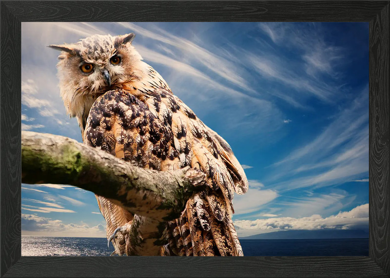 Animals Birds Owl Zoo Park Framed Wall Art Poster Canvas Print Picture