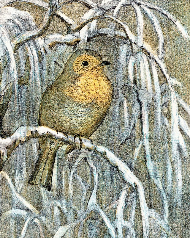 Robin on a Snowy Tree Branch Vintage Drawing Giclee Print on Fine Art Paper