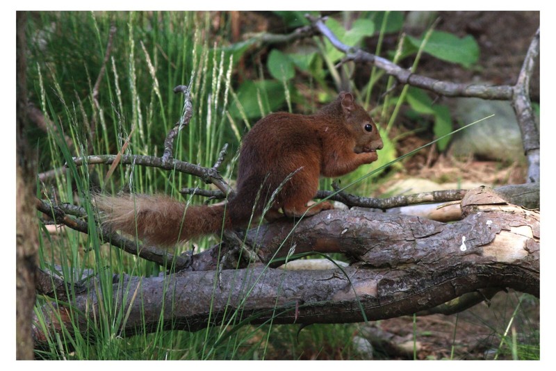The beautiful Red squirrel.. Scotland, UK.. 30″ x 20″ CANVAS – WILDLIFE