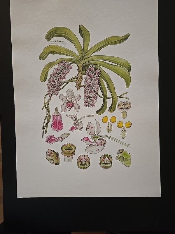 Signed #118/1200 Marion Sheehan Orchid And Its Parts Lithograph