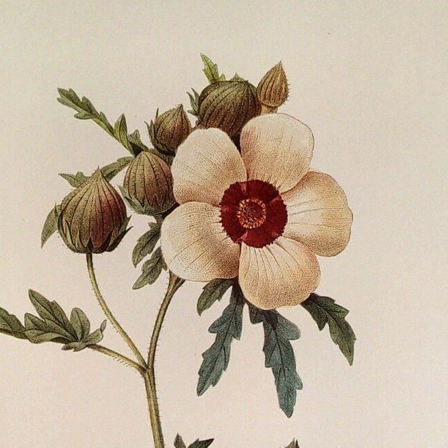 P. J. Redoute Flowers Hibiscus trionum Botanical Art Print Book Plate 55