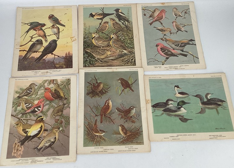 Qty 25 1960 Bird Portaits In Color University Of Minnesota Sets 1-5 Read