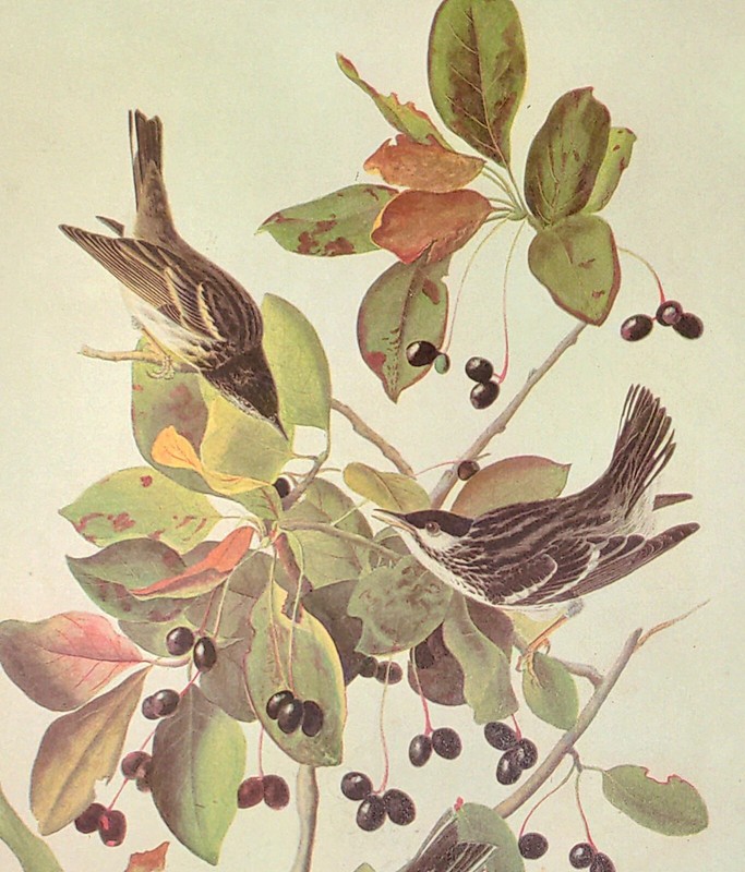 John James Audubon Birds BLACK-POLL WARBLER Vintage Art Book Plate 197