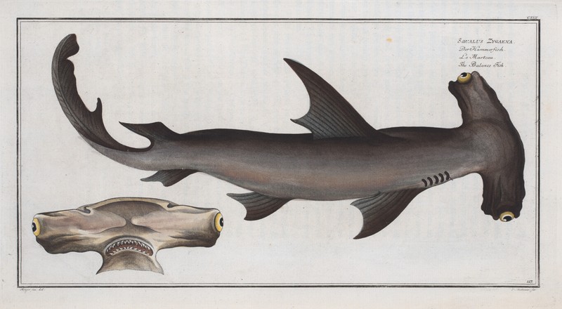 Marcus Bloch 1785 – Hammerhead Shark – 17 x 22 Print