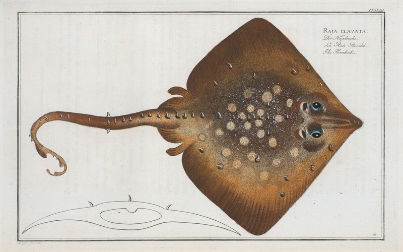 Marcus Bloch 1785 - Plate 083 Raja clavata The Thornback Ray Stingray 17x22 Repo