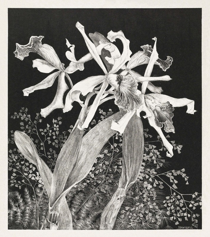 Orchids by Theo van Hoytema Art Print