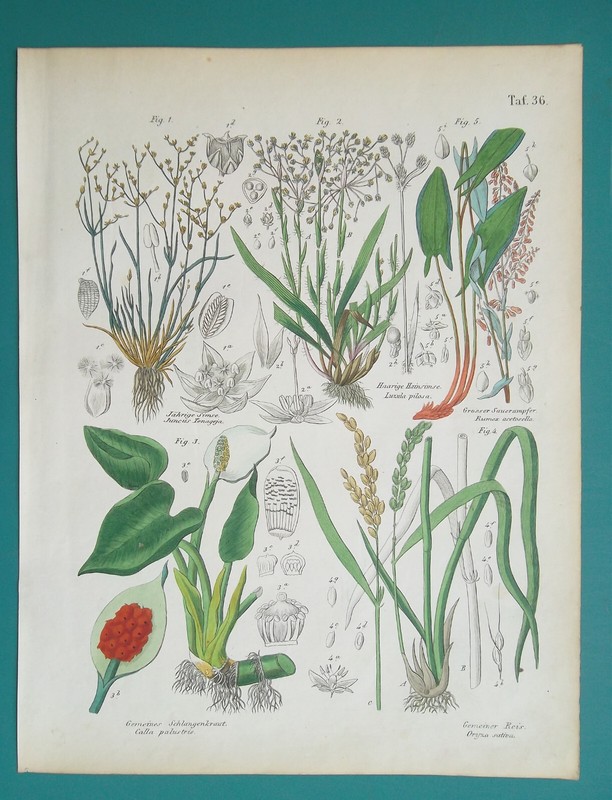 FLOWERS Plants Rice Red Sorrel Woodrush Arum Sand Rush – 1845 COLOR Print