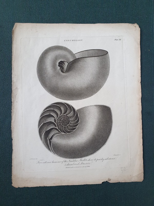 Conchology Original Antique 1802 Print of Sea Shells by J Wilkes #2