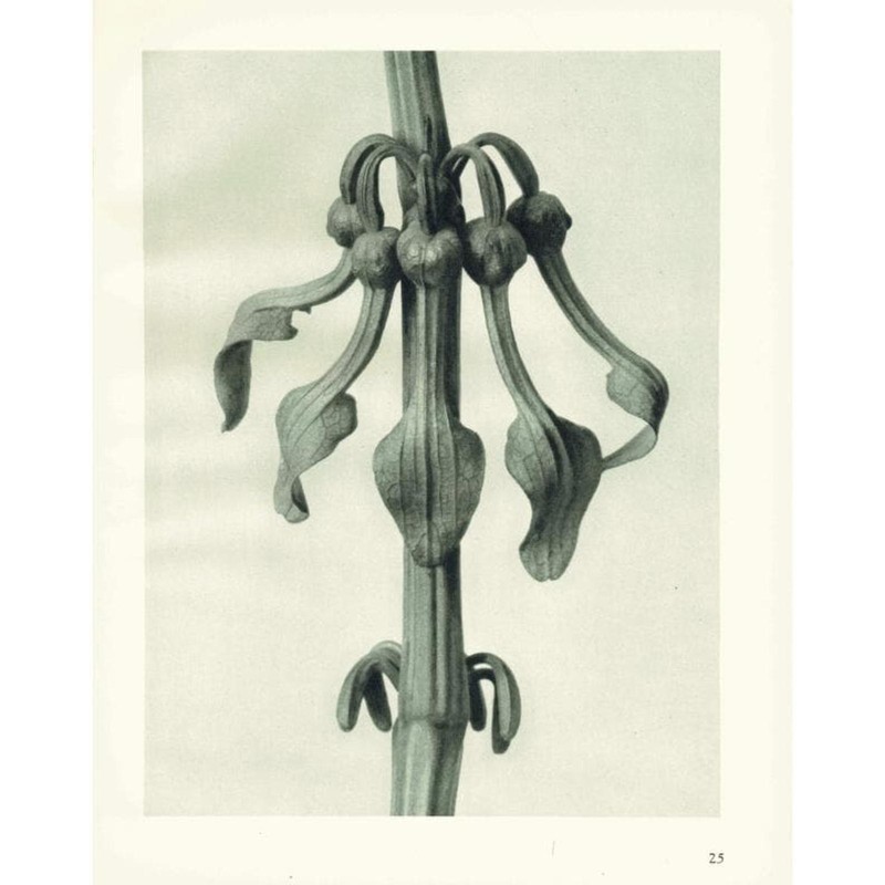 1929 BIRTHWORT FLOWERS Print – Karl Blossfeldt – Plant Tree – 9.5 x 12 Inches
