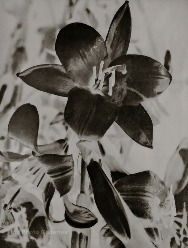 1930/75 MAN RAY Vintage Surreal Lily Flower Negative Still Life Photo Engraving