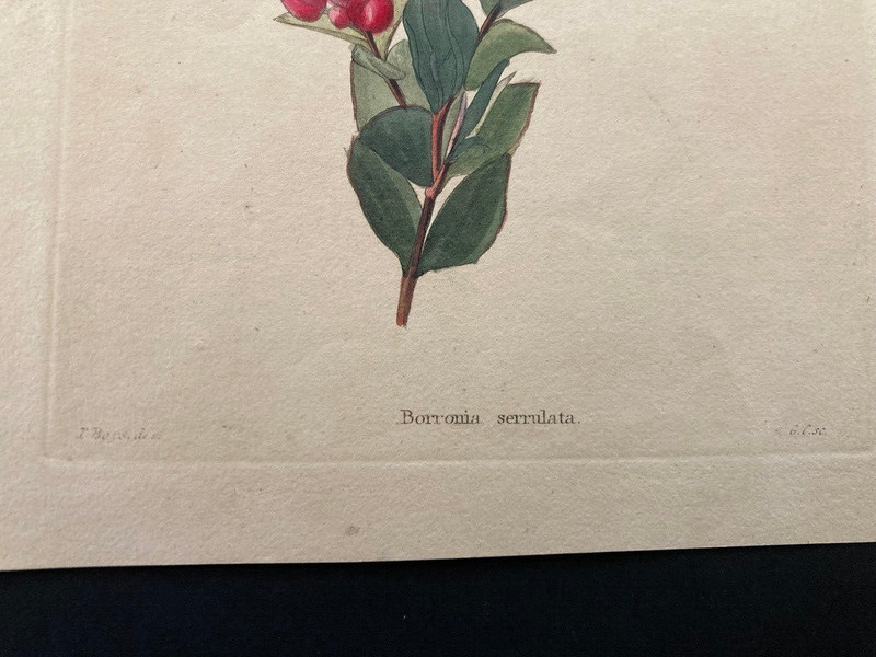 Boronia serrulata hand coloured botanical George Cooke Thomas Shotter Boys rose gallery