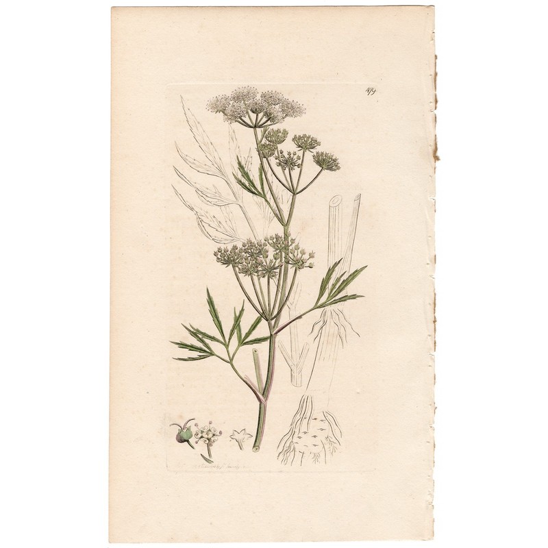 Antique 1798 Sowerby English Botany hand-colored engraving 479 Water Hemlock